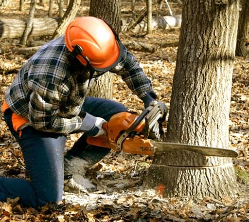 Tree Removal in Jaffrey, NH